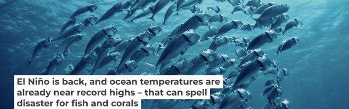 As ocean temperatures rise during El Niño, fish can find themselves in hot water. Geoff Trodd/Unsplash